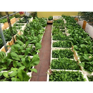 Chế Phẩm 𝐓𝐫𝐢𝐜𝐨𝐝𝐞𝐫𝐦𝐚𝐫 𝐍ấ𝐦 Đố𝐢 𝐊𝐡á𝐧𝐠- 𝟏𝐊𝐆 chuyên ủ 𝐩𝐡â𝐧 𝐜𝐡𝐮ồ𝐧𝐠, 𝐩𝐡â𝐧 𝐡ữ𝐮 𝐜ơ, 𝐡ạ𝐧 𝐜𝐡ế 𝐧ấ𝐦 đấ𝐭