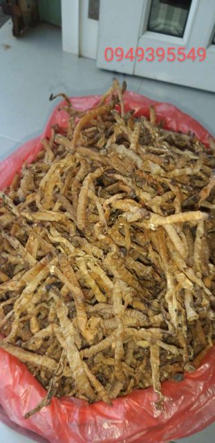 Sá sùng con nhỏ 1kg