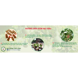 Hạt giống Bầu xị RD 518 - 1g