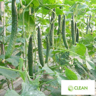 Hạt giống Dưa chuột Nhật