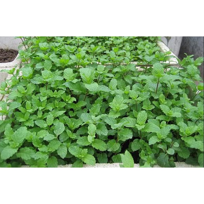 Hạt Giống RAU HÚNG LŨI HN-08 (0,1 Gr)
