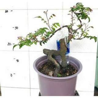 Khế Nhật Bonsai mini ( Để Bàn )