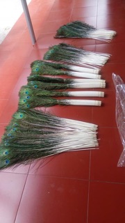 30 lông công phong thủy 80-90cm