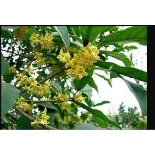 Cây giống Mộc hương