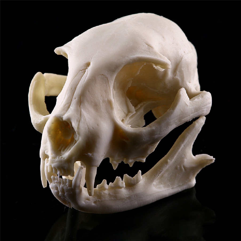##TSS## Realistic Cat Skull Resin Model Replica Decorative Unique Gifts Halloween .