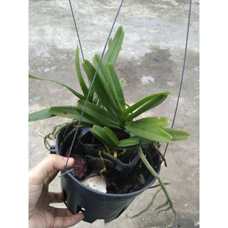 Nhạn Thái tháng 8