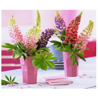 Hạt giống hoa Đậu Lupin