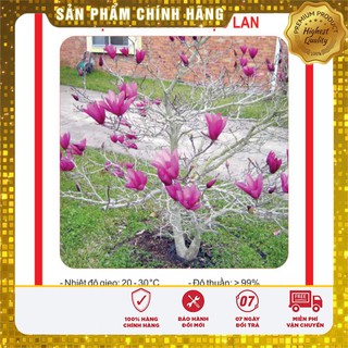 Hạt Giống Hoa Mộc Lan 3 Hạt