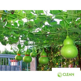 Hạt giống Bầu hồ lô (lớn, tí hon)