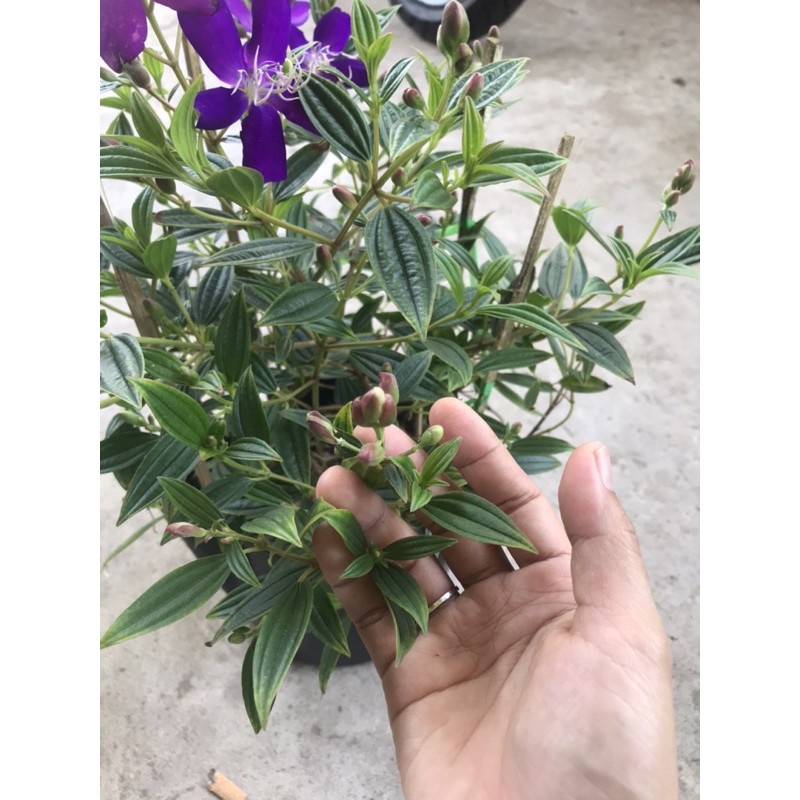 Caykiengsadec cây sim tím+ tặng  phân bón - hoa kiểng lá - cây phong thủy - trang trí nội thất