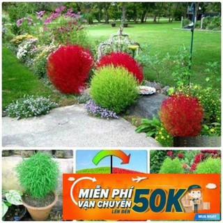 100 Hạt giống hoa Cỏ Đổi màu (tặng gói kích nẩy mầm và hướng dẫn)