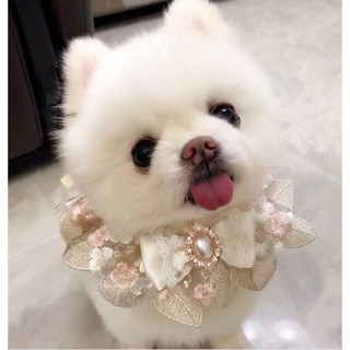Yếm thời trang đeo cổ thú cưng chó mèo 🐶🐱 FREESHIP - Chất Liệu Thoải Mái Dễ Chịu ✔️ Kiểu Dáng Dễ Thương, Cute ✔️