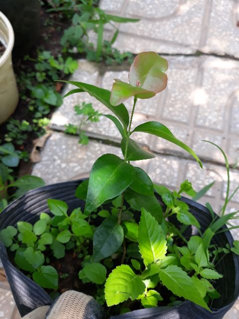2 Cây giống  suri nam cherry