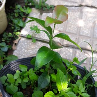 Cây giống  suri nam cherry