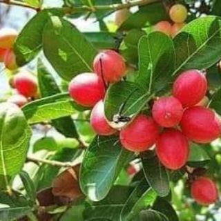 cây giống siro