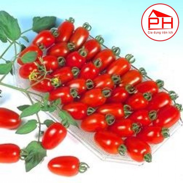 Túi Hạt giống Cà chua Bi Nông Trại Xanh (300 hạt) Quả siêu sai, Hạt giống Cà chua cực dễ trồng, dinh dưỡng cao