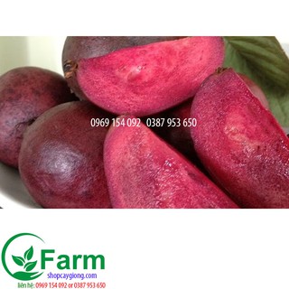 Combo 02 cây ổi tím ghép