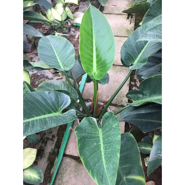 cây trầu bà đế vương xanh cây phong thủy