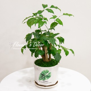 Cậy Hạnh Phúc Phong Thủy (𝙂𝙞𝙖𝙤 𝙝𝙖̀𝙣𝙜 𝙨𝙞𝙚̂𝙪 𝙩𝙤̂́𝙘 1𝙝)