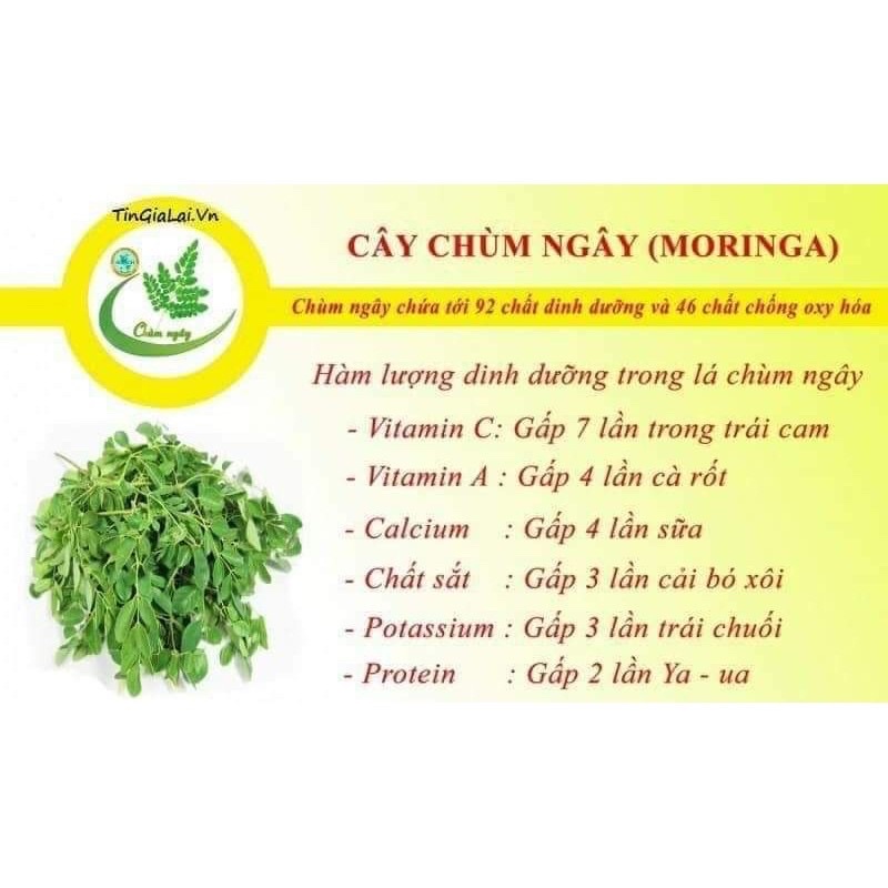 Bột chùm ngây sấy lạnh hộp 500g