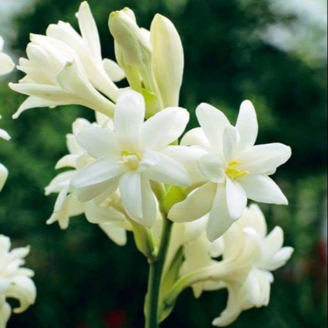 Củ giống hoa huệ kép trắng