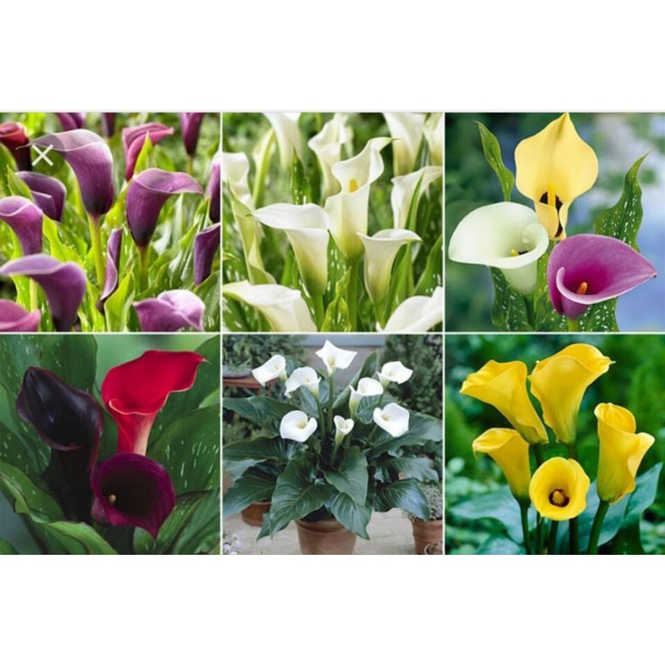 Hạt giống hoa rum  Calalily seeds nhiều màu dễ trồng