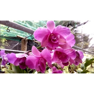 Lan denro lai cát hoa rất đẹp