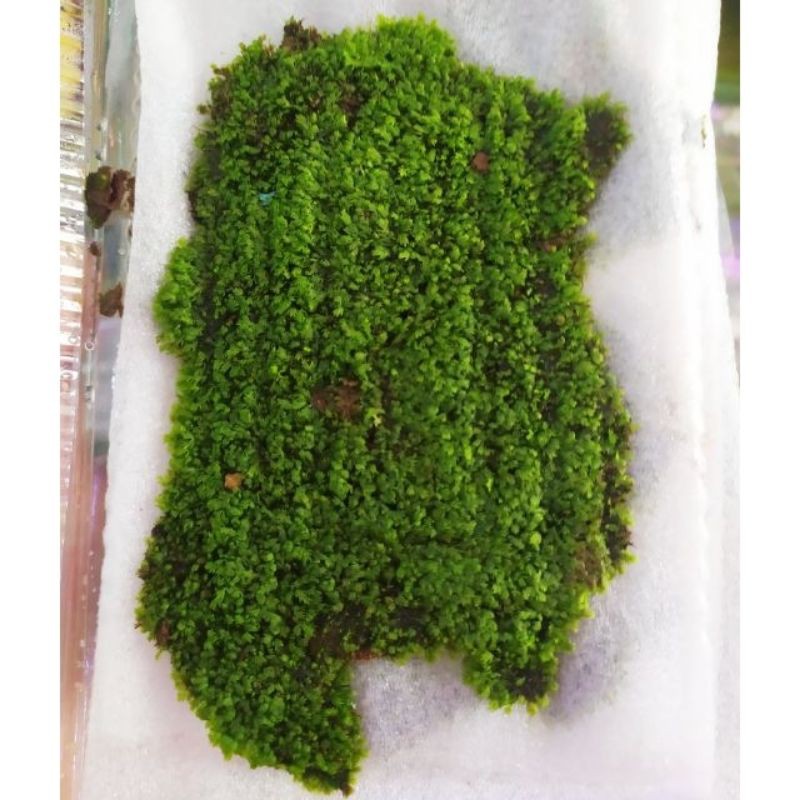 1 hộp Rêu Minifiss lá nước (gồm 5 lớp rêu)