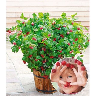 HẠT GIỐNG MÂM XÔI ĐỎ