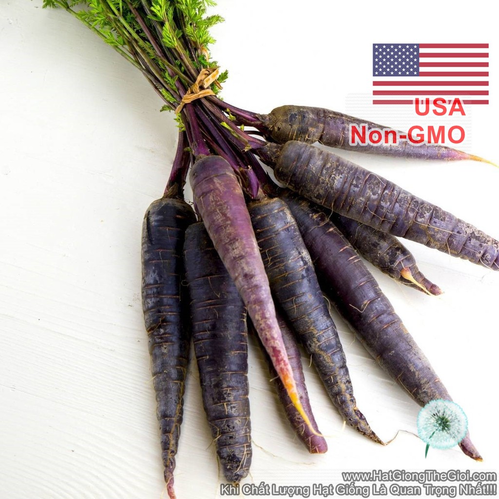 150h Hạt Giống Cà Rốt Đen Tím Black Giàu Anthocyanin