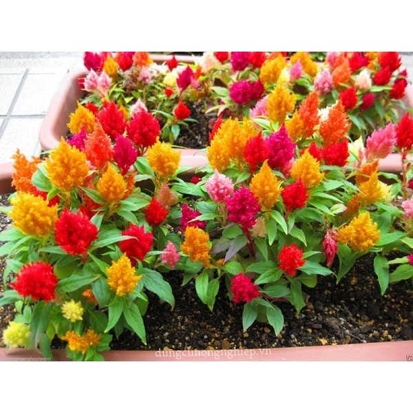 Hạt giống hoa mào gà lửa Mix gói nhiều hạt [SHOP UY TÍN]