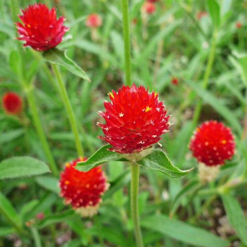 10 HẠT GIỐNG CÚC NÚT ÁO ĐỎ