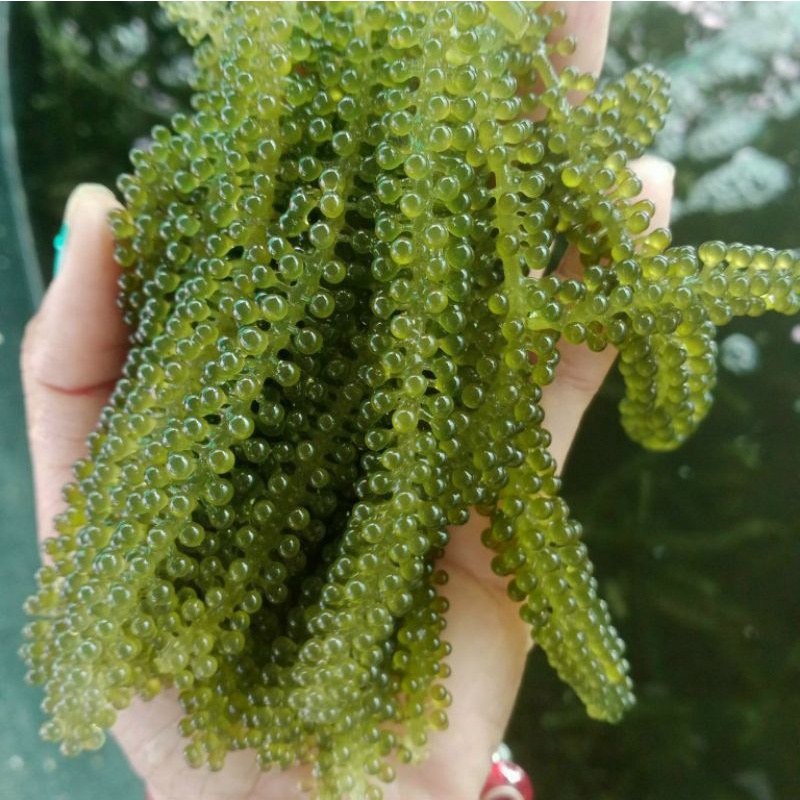 1kg Rong nho tươi hàng mới hàng ngày