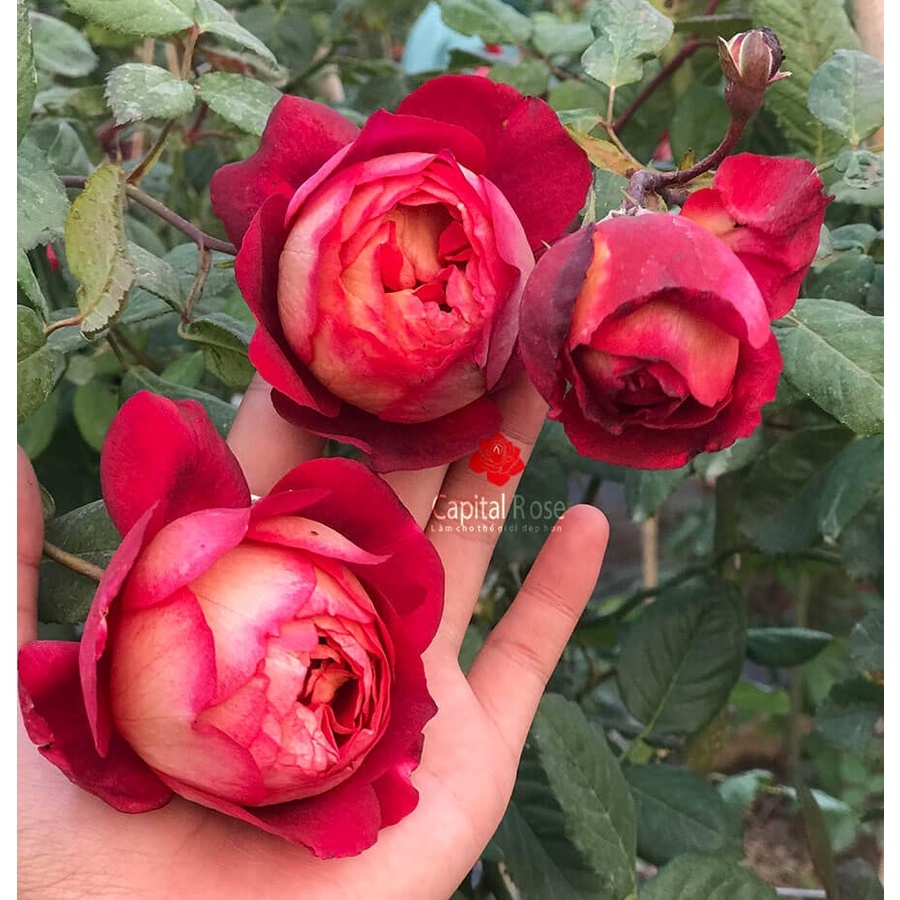 Hoa hồng ngoại leo Docteurs Massad rose màu đỏ Ruby- vườn hoa melinhrose