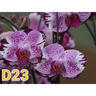 Hồ điệp cốc 2.5 màu d23 hoa đại