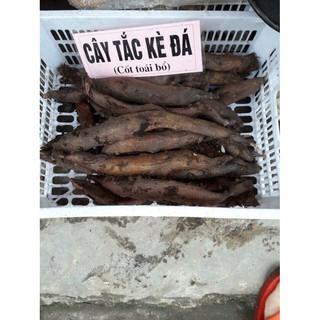 1kg củ cốt toái vương khô( thằn lằn đá)