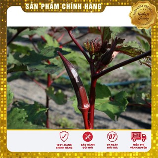 Hạt Giống Đậu Bắp Đỏ(5gr)