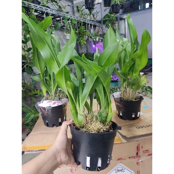 Lan vũ nữ hoàng hậu xanh