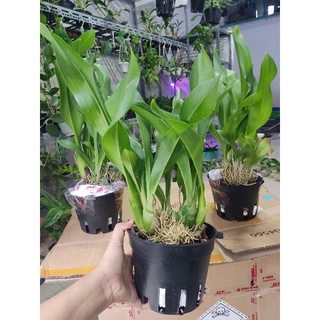 Lan vũ nữ hoàng hậu xanh