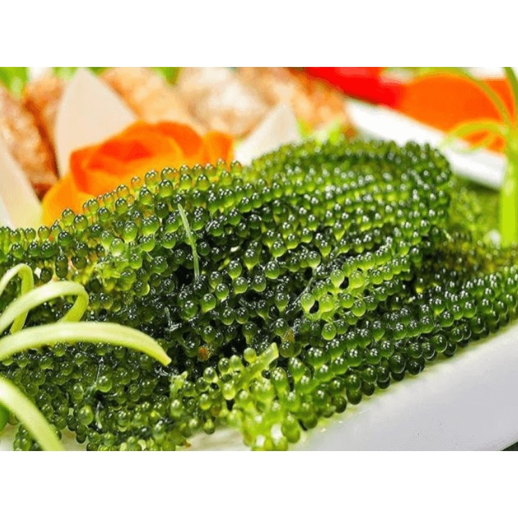 [MỚI] - 100G RONG NHO TÁCH NƯỚC/ RONG NHO NGON/ RONG NHO BIỂN/ CHẤT LƯỢNG VÀ TỐT SỨC KHỎE