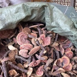 Nấm lim xanh ( Loại Trung; đvt:1kg)