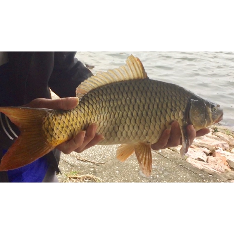 Mồi câu Chép Nâu Nanbei 350gram