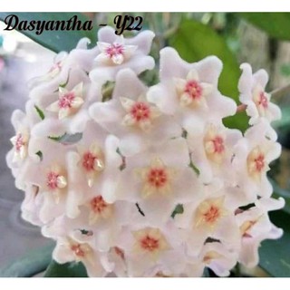 Cẩm cù dasyantha - số 22