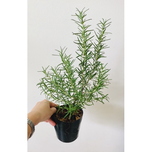 Chậu cây hương thảo  đuổi muỗi hiệu quả