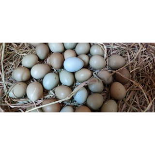 Trứng chim trĩ 90k/1 chục, ship từ 20 trứng