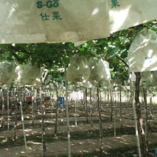 Nho hồng móng tay-phan rang