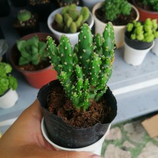 xương rồng xanh