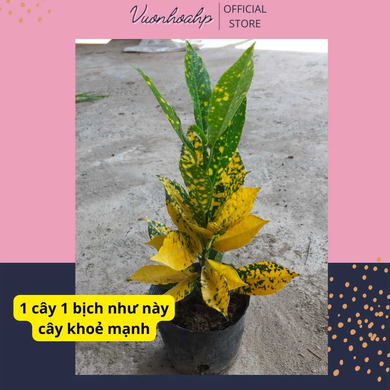 Cây cô tòng lá đốm  cao 30cm lá vàng, trồng công trình, trang trí nhả cửa, ảnh thật, lỗi 1 đổi 1