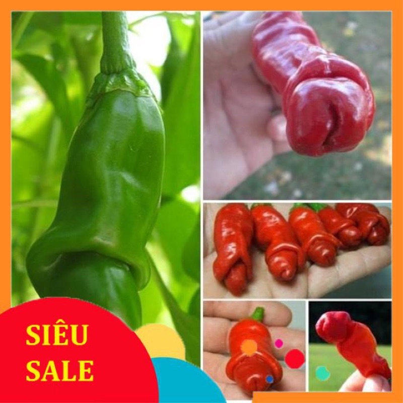Hạt giống ớt cu tý siêu quả F1