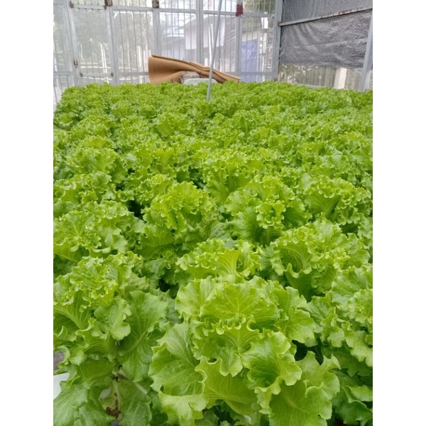Bộ 2 chai dinh dinh dưỡng hydrolindo cho rau ăn lá và cây ăn quả